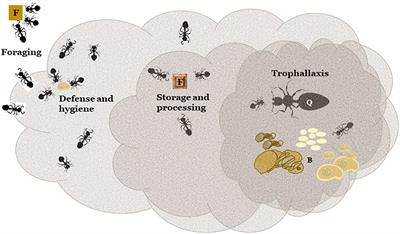 Prospects for Using RNAi as Control for Ants